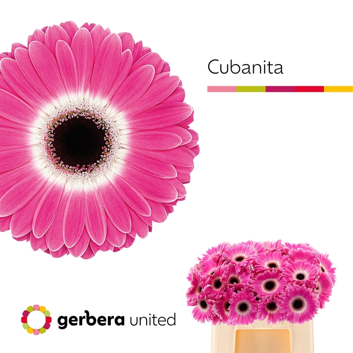<h4>Gerbera cubanita</h4>