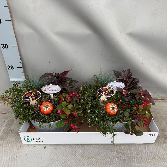 <h4>ARR TUINPLANTEN</h4>