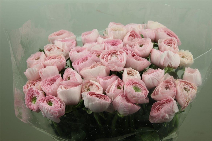 <h4>Ran Cloni Ex Favola</h4>