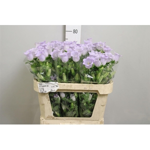 Camp M Champion Lavender