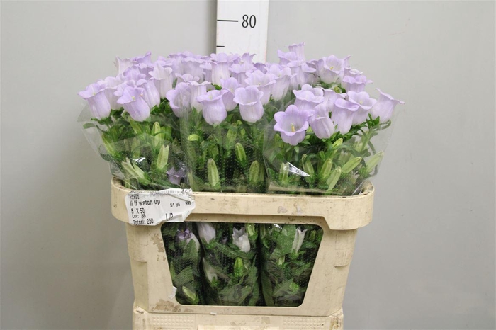 <h4>Camp M Champion Lavender</h4>