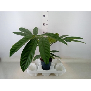 Planten Groen   ...L%