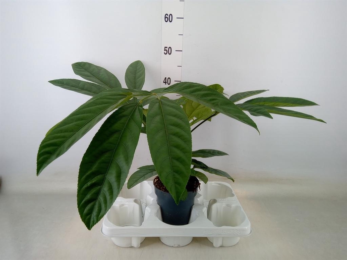 <h4>Planten Groen   ...L%</h4>