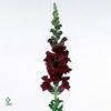 Antirrhinum Monaco Red
