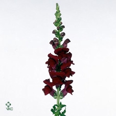 Antirrhinum Monaco Red