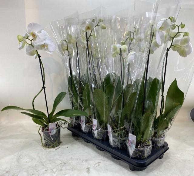 <h4>PHAL OV WIT</h4>