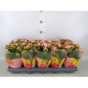 Kalanchoe  'MoreFlow Lillian'