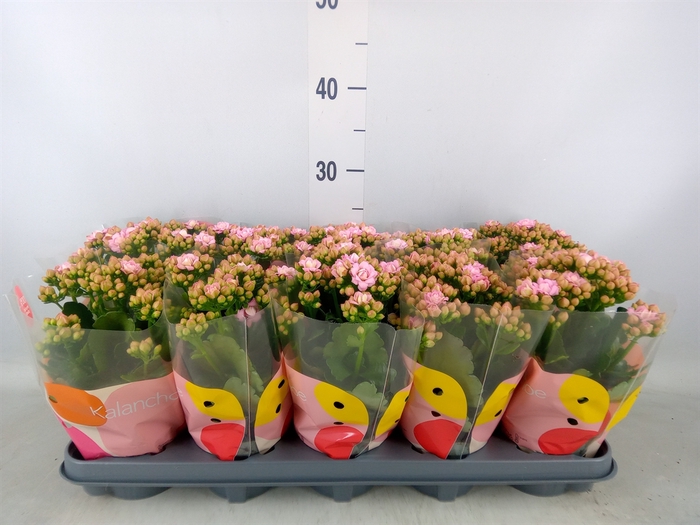 <h4>Kalanchoe  'MoreFlow Lillian'</h4>