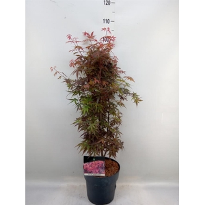 Acer palmatum 'Skeeters Broom'