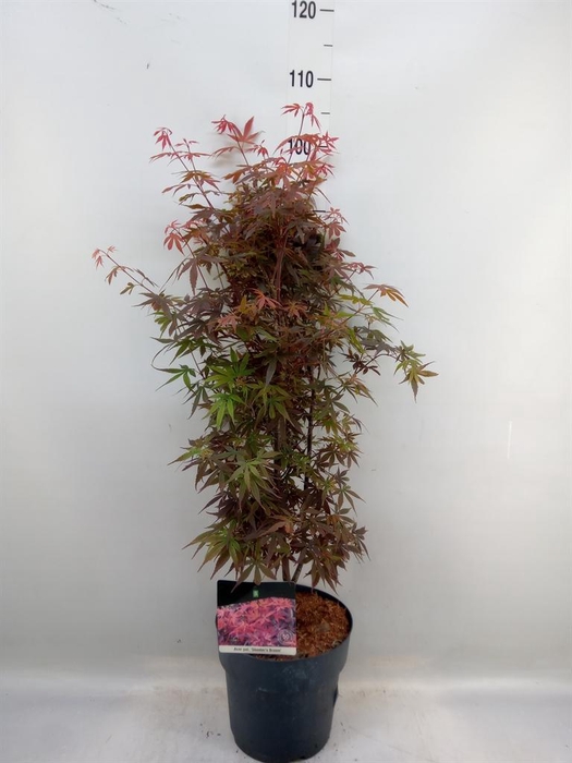 <h4>Acer palmatum 'Skeeters Broom'</h4>
