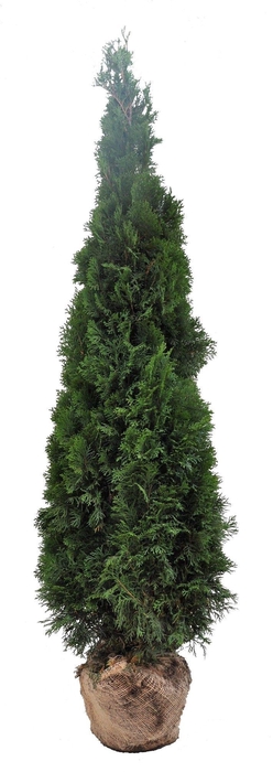 <h4>Thuja occ. Smaragd, plantmaat 180-200 cm - Rondgestoken - KLUIT</h4>