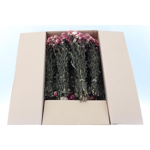 Helichrysum Dried Rose 100gr