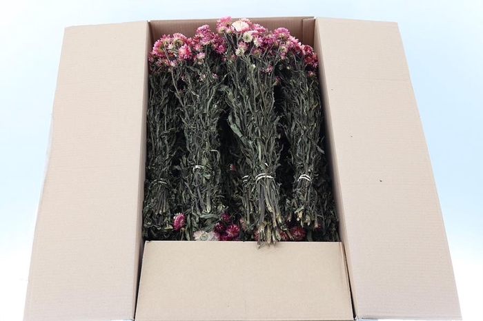 Helichrysum Dried Rose 100gr