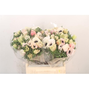 Anem Mistral White/ Salmon X25