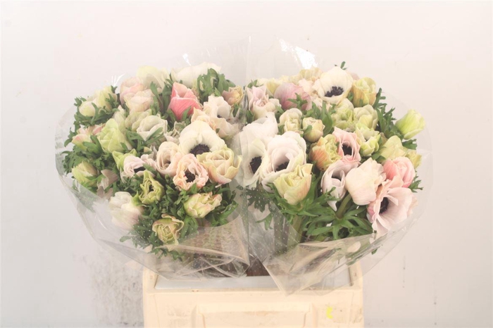 <h4>Anem Mistral White/ Salmon X25</h4>