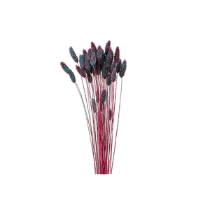Dried Artz Phalaris Rubens Bunch