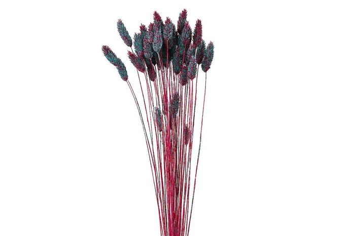 <h4>Dried Artz Phalaris Rubens Bunch</h4>