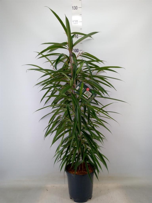 <h4>Ficus binn. 'Alii'</h4>