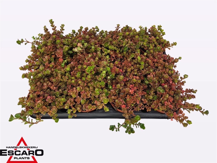 arr8 Sedum Coral Reef