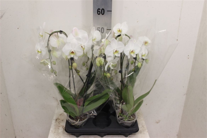 <h4>Phal Umbrella Wit 2 Tak</h4>