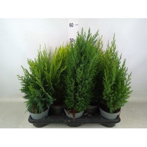 Conifers   ...mix