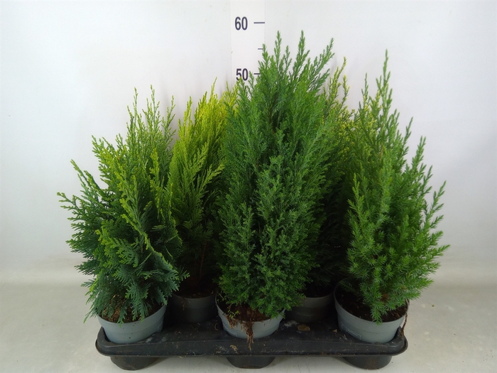 <h4>Conifers   ...mix</h4>