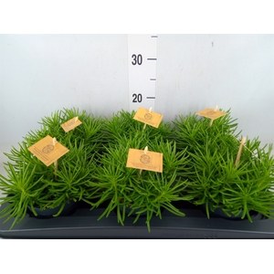 Senecio archeri 'Himalaya'