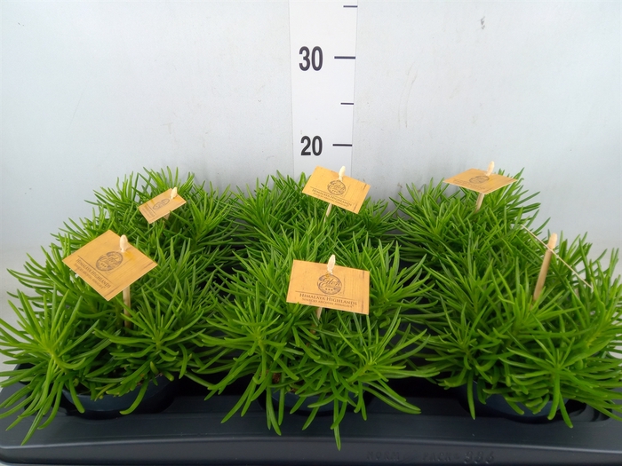 <h4>Senecio archeri 'Himalaya'</h4>