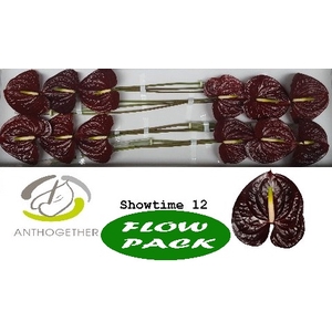 Anthurium Showtime