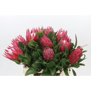 Protea Cynaroides Madiba
