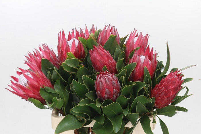 <h4>Protea Cynaroides Madiba</h4>