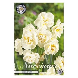 Bulb Narcis Botanical Bridal Crown X6