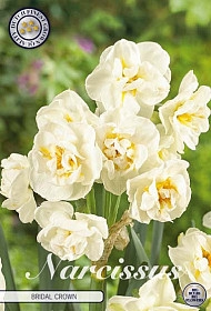 <h4>Bulb Narcis Botanical Bridal Crown X6</h4>