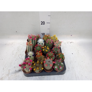 Cactus   ...decorated