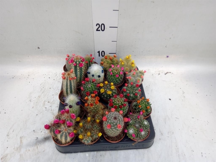 <h4>Cactus   ...decorated</h4>