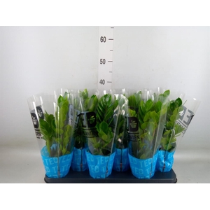 Zamioculcas zamiifolia