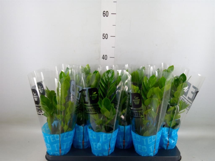 <h4>Zamioculcas zamiifolia</h4>