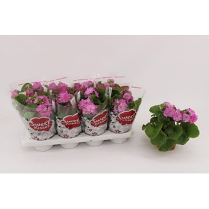 PRIMULA OBCONICA ROSE P13