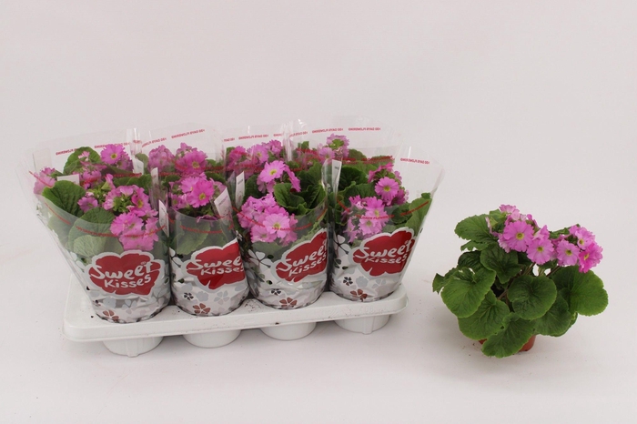 <h4>Primula Obconica Rose 13cm</h4>