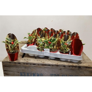 arr8 Ilex Aq Argentea Mar Met Kunstbes