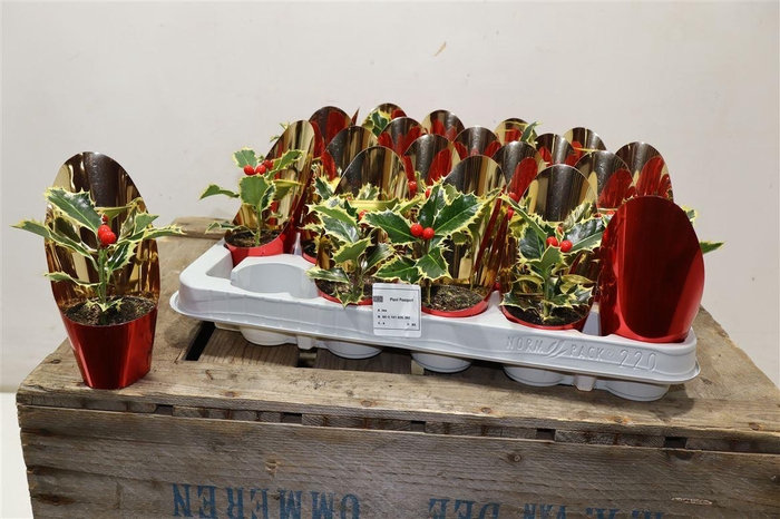 <h4>Ilex Aq Argentea Mar Met Kunstbes</h4>