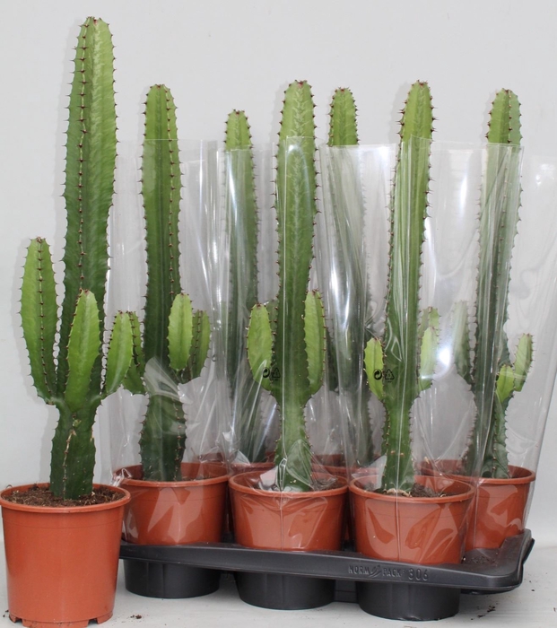 <h4>Euphorbia acrurensis</h4>