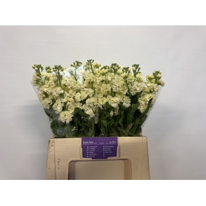 MATTH STOX YELLOW