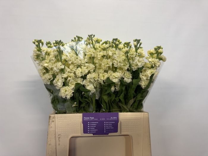 <h4>MATTH STOX YELLOW</h4>