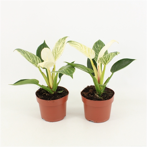 <h4>Philodendron White Wave</h4>