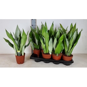 Sansevieria trifasciata Moonshine 14Ø 50cm