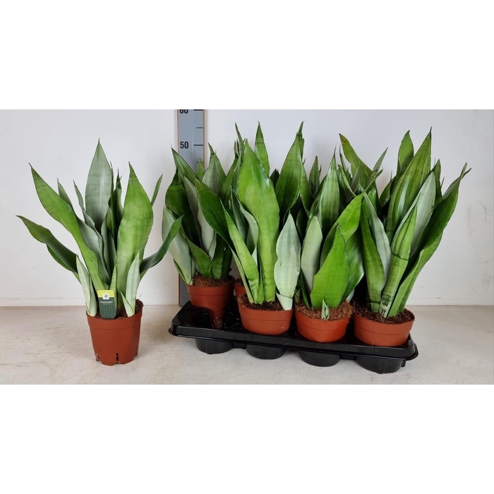 <h4>Sansevieria trifasciata Moonshine 14Ø 55cm</h4>
