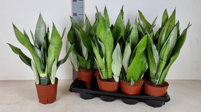 Sansevieria trifasciata Moonshine 14Ø 50cm