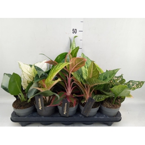 Aglaonema   ...