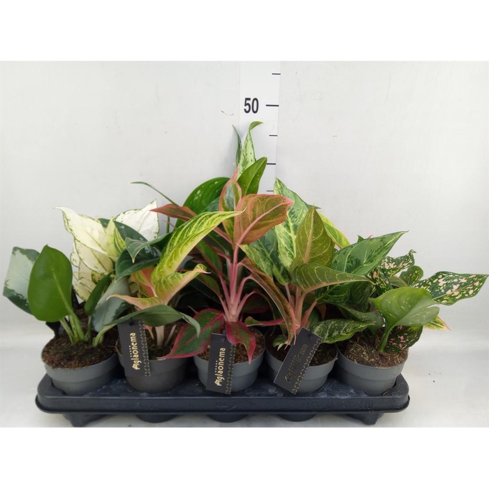 <h4>Aglaonema   ...</h4>